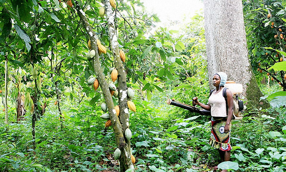 cameroun_-_cacao_loffe_164672251_plantation_cacao